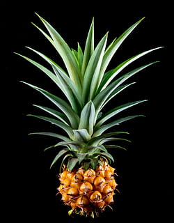 kuva ananasta, ananas, pieni ananas, hedelmä, trooppinen, herkullinen, ruoka, tuoreus, kypsä, luonto, terveellinen ruokavalio, orgaaninen, ruoka ja juoma, studio ammuttu, trooppinen hedelmä, kasvu, musta tausta, vihreä väri, lähikuva, ei ihmisiä, sisällä, kauneus luonnossa, puun lehti, hyvinvointi, kasvi-osa, kasvi, 4K, CC0, public domain, rojaltivapaa