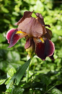 iris, fiore, primavera, natura, pianta, foglia, pianta fiorita, bellezza nella natura, fragilità, crescita, vulnerabilità, freschezza, petalo, avvicinamento, testa di fiore, infiorescenza, concentrarsi sulle conoscenze acquisite, giorno, nessuno, all'aperto, botanica, luce del sole, viola, polline, marrone, morbidezza, iris - pianta, 5K, CC0, dominio pubblico, privo di copyright