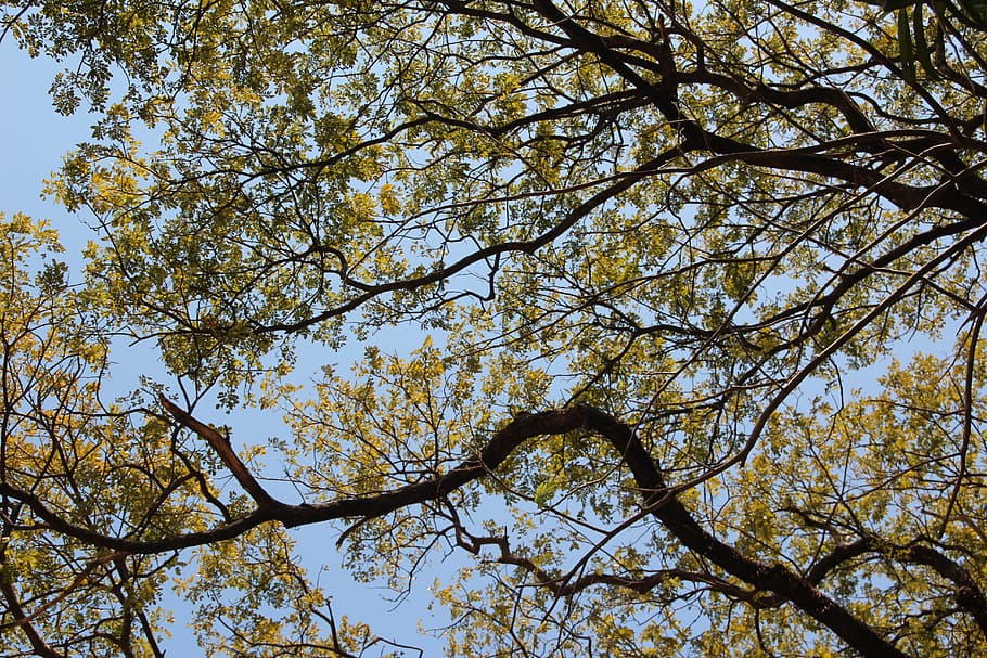 arbre, superior, corona, fulles, estètic, alt, bosc, planta, vista d’angle baix, branca, cel, creixement, bellesa a la natura, naturalesa, dia, cap gent, tranquil·litat, copa de l'arbre, fons, a l'aire lliure, marc complet, tardor, cel clar, escenics - natura, part de la planta, full, 5K