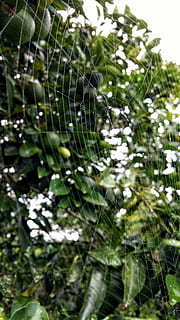 Spinnennetz, Streicher, Orangenbaum, tropisch, Design, belize, Zerbrechlichkeit, Verletzlichkeit, Pflanze, Schönheit in der Natur, Natur, Nahansicht, keine Leute, Tag, Fokus auf den Vordergrund, Wachstum, grüne Farbe, draußen, Komplexität, natürliches Muster, Ruhe, fallen, Spinne, nass, Netz, Tau, 5K, CC0, gemeinfrei, lizenzfrei