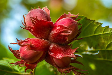 walnut, nature, tree, spring, flower, plant, flowering plant, beauty in nature, close-up, growth, freshness, plant part, leaf, fragility, red, vulnerability, petal, pink color, focus on foreground, inflorescence, no people, flower head, green color, outdoors, maroon, 5K, CC0, public domain, royalty free