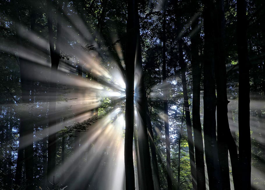 silhuet, træer, solstråler baggrund, untitled, træ, Sky, lys, Skov, sollys, sol, ray, mørk, ildevarslende, plante, jord, vækst, ingen mennesker, træstamme, skønhed i naturen, bagagerum, natur, scenics - natur, ro, dag, solstråle, streaming, udendørs, rolig scene, ikke-urbane scene, bambus - plante, 8K