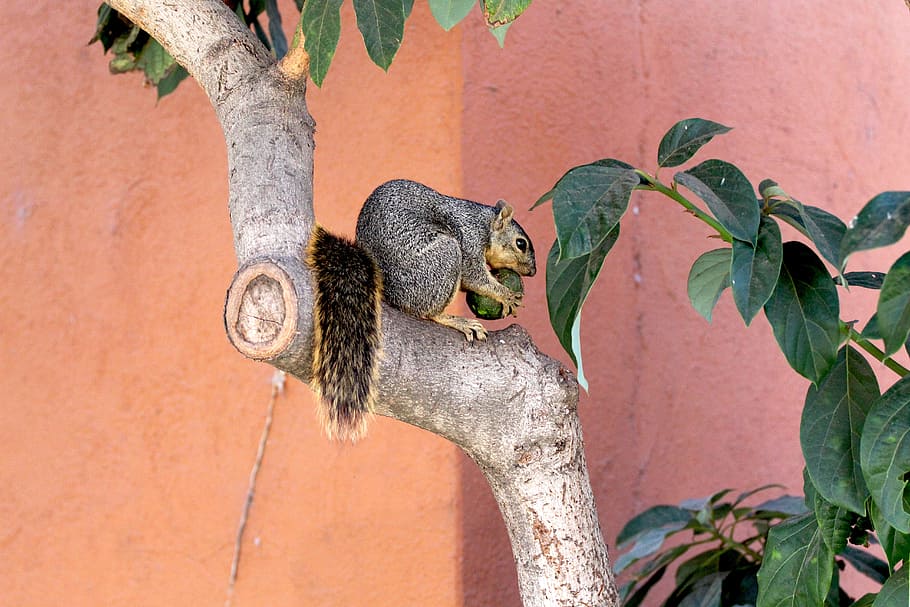 Eichhörnchen, Tier, Baum, Avocado, Wald, wild, lustig, Säugetier, Tierwelt, Holz, Kreatur, Natur, Tierthemen, ein Tier, Tiere in freier Wildbahn, Wirbeltier, Blatt, Pflanzenteil, Pflanze, keine Leute, Nagetier, Tag, draußen, Ast, Vogel, Fokus auf den Vordergrund, Reptil, 5K