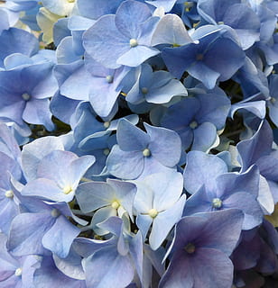 hydrangea, bunga-bunga, biru, alam, menanam, merapatkan, daun, tanaman berbunga, bunga, keindahan di alam, kesegaran, kerapuhan, daun bunga, pertumbuhan, kerentanan, kepala bunga, hal berkembang, tidak ada orang, ungu, bingkai penuh, hari, latar belakang, mekar, di luar rumah, musim semi, seikat bunga, 1080P, CC0, domain publik, bebas royalti
