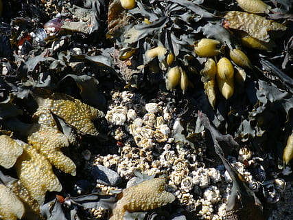 varech, bernacles, rive, marée, océan Pacifique, fermer, marée basse, mer, océan, la nature, eau, la faune des animaux, animaux à l'état sauvage, animal, thèmes animaux, personne, sous-marin, vue grand angle, grand groupe d'animaux, groupe d'animaux, journée, la vie marine, beauté dans la nature, nager, en plein air, vertébré, Marin, école de poisson, 1080P, CC0, domaine public, libre de droits