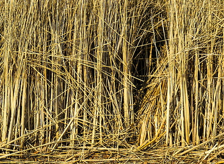 texture, background, reed, grass, structure, pattern, backgrounds, agriculture, nature, growth, cereal plant, straw, full frame, no people, plant, outdoors, day, dry, close-up, land, hay, farm, tranquility, field, beauty in nature, crop, landscape, bamboo - plant, 4K, CC0, public domain, royalty free