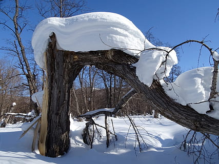 Wald, Schneeverwehung, Schneekappe, Baum, Birke, Schnee, Winter, kalt, Natur, Frost, Landschaft, Stumpf, kalte Temperatur, kahler Baum, Ruhe, weiße Farbe, Schönheit in der Natur, Himmel, ruhige Szene, Land, Szenen - Natur, keine Leute, Pflanze, Abdeckung, Tag, Nicht-städtische Szene, Feld, schneebedeckter Berg, 2K, CC0, gemeinfrei, lizenzfrei