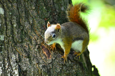 Squirrel, Trunk, Tree, one animal, animal themes, animals in the wild, animal wildlife, tree trunk, animal, rodent, mammal, plant, no people, focus on foreground, nature, close-up, day, vertebrate, outdoors, branch, bark, whisker, 4K, CC0, public domain, royalty free