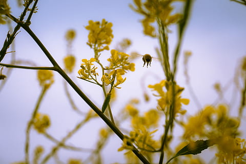 micro, microfotografia, abella, flotant, groc, flor petalada, arbre, flors, insecte, flor, animal, temes d'animals, fauna animal, animals a la natura, invertebrat, planta amb flors, bellesa a la natura, planta, frescor, un animal, creixement, fragilitat, primer pla, vulnerabilitat, pètal, naturalesa, cap gent, cap de flor, polinització, a l'aire lliure, 5K, CC0, domini públic, lliure de regalies