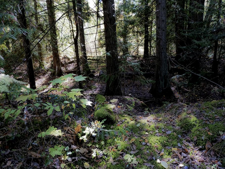 místic, arbre, bosc màgic, bosc, Columbia Britànica, riu adams, Canadà, naturalesa, cap gent, tronc de l'arbre, terra, planta, creixement, tronc, tranquil·litat, bellesa a la natura, dia, escena tranquil·la, molsa, escenics - natura, color verd, a l'aire lliure, escena no urbana, medi ambient, 4K