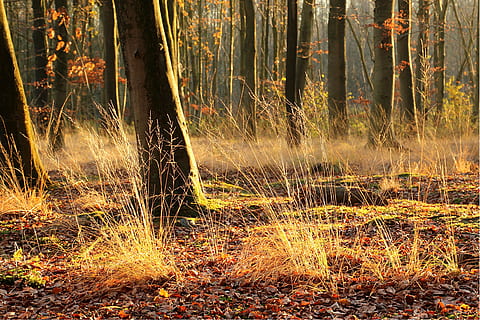 bruin, gras, bosbomen, dag, zon, bosnacht, licht, herfst, wind, Bos, boom, fabriek, land-, boomstam, romp, natuur, bos-, groei, geen mensen, schoonheid in de natuur, kalmte, buitenshuis, scenics - natuur, milieu, zonlicht, niet-stedelijke scène, rustige scène, dennenbos, 4K, CC0, publiek domein, royaltyvrij