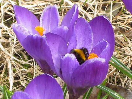 vår, krokus, lilla, Bie, blomst, bi i blomst, blomstrende plante, anlegg, sårbarhet, skjønnhet i naturen, skjørhet, friskhet, petal, nærbilde, blomsterhodet, vekst, natur, iris, inflorescence, ingen folk, dag, dyr, dyreliv, pollen, pollinering, 2K, CC0, offentlig domene, opphavsrett gratis