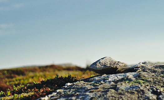 grå, brun, bilde, blå, himmel, dagtid, under den blå himmelen, natur, fjell, landskap, utendørs, rock-objekt, høyde, scenics, ingen folk, sommer, landlige scene, ett dyr, dyr i naturen, dyreliv, dyre temaer, reptil, dyr, klar himmel, fast, kopiere plass, dag, stein, selektiv fokusering, sollys, ro, nærbilde, solfylt, land, miljø, naturskjønnhet - natur, rolig scene, overflatenivå, 1080P, CC0, offentlig domene, opphavsrett gratis