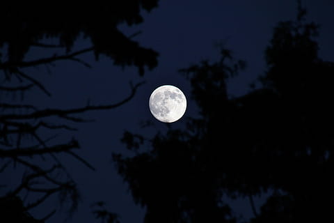 fotografia, lua, período noturno, cheio, arvores, noite, luar, lua cheia, Sombrio, céu, natureza, árvore, astronomia, lua planetária, superfície da lua, crepúsculo, azul, meia noite, espaço, silhueta, scenics - natureza, beleza na natureza, plantar, tranquilidade, visão de baixo ângulo, ninguém, cena tranquila, ramo, ao ar livre, astrologia, espaço e astronomia, 5K, CC0, domínio público, royalty free
