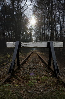 zastavení vyrovnávací paměti, vlečka, glade, les, stromy, lesní cesta, atmosféra, nálada, světlo, sluneční paprsek, účtovat, podzim, pryč, přistát, Příroda, nikdo, rostlina, strom, klid, pole, klidné scény, směr, mimoměstské scény, slunce, dřevo - materiál, nebe, den, cesta vpřed, slunečního světla, venku, dráha, prázdný, železniční dopravy, perspektiva, odlesk objektivu, 5K, CC0, veřejná doména, bez autorských práv