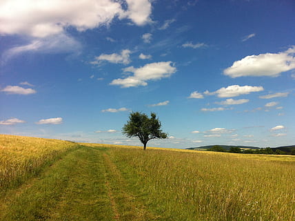 skyer, sommer, træ, sti, Mark, midt rhine, Rhinen, rhine slot spor, sporet af skoven, himmel, natur, vandring, landskab, plante, sky - himmel, rolig scene, jord, miljø, ro, skønhed i naturen, scenics - natur, græs, vækst, ikke-urbane scene, landlige scene, horisont over land, horisont, grøn farve, ingen mennesker, udendørs, 2K, CC0, offentligt domæne, royaltyfrie