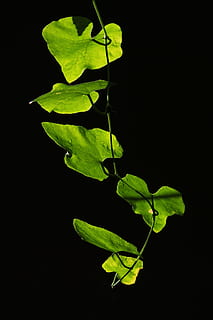 hojas, iluminar desde el fondo, hoja, naturaleza, planta, follaje, brillante, otoño, luz del sol, color, al aire libre, natural, ligero, ambiente, vibrante, verde, retroiluminado, flora, contraluz, sol, parte de la planta, color verde, crecimiento, de cerca, belleza en la naturaleza, foto de estudio, nadie, fondo negro, frescura, copia espacio, noche, vulnerabilidad, fragilidad, separar, 4K, CC0, dominio público, libre de derechos