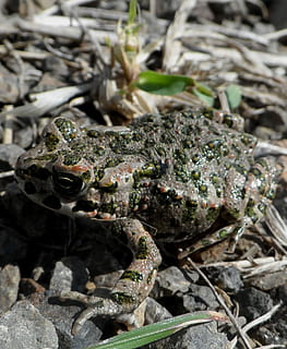 zielona ropucha, żaba, staw, żadnych ludzi, zwierzęca przyroda, dzień, Natura, tematy zwierzęce, zwierzęta na wolności, zwierzę, zbliżenie, jedno zwierzę, roślina, skupić się na pierwszym planie, kręgowiec, pole, na dworze, wzrost, część rośliny, liść, wylądować, płaz, 1080P, CC0, domena publiczna, darmowe zdjęcia
