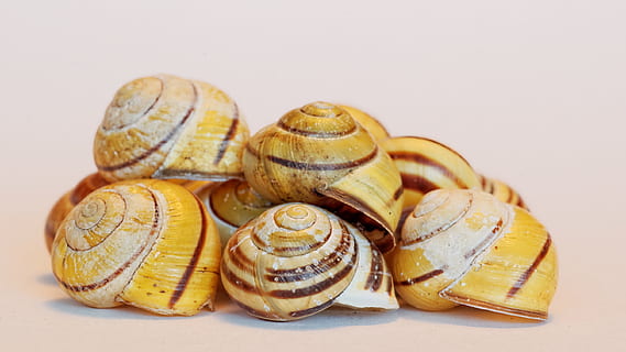 schelp, slak, dieren, behuizing, leeg, eten en drinken, voedsel, studio opname, zoet eten, geen mensen, gebakken, witte achtergrond, detailopname, groep objecten, binnenshuis, stilleven, versheid, focus op de voorgrond, toetje, Frans voedsel, groep, zoet, aflaat, stack, fruit, tussendoortje, verleiding, 2K, CC0, publiek domein, royaltyvrij