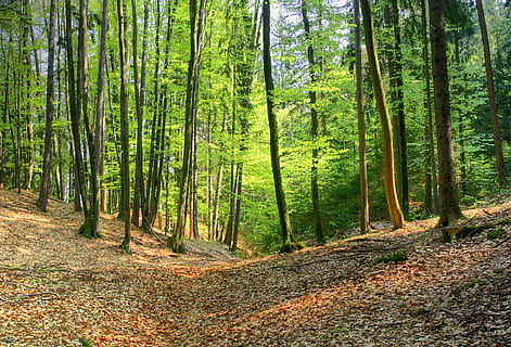 bosc, primavera, naturalesa, faig, arbre, faig, arbre, verd, maiwald, paisatge, fulles, bellesa a la natura, escenics, planta, terra, tranquil·litat, tronc de l'arbre, tronc, escena tranquil·la, creixement, color verd, escena no urbana, escenics - natura, dia, cap gent, idíl·lic, llum solar, remot, bambú - planta, arbre de coníferes, 2K, CC0, domini públic, lliure de regalies