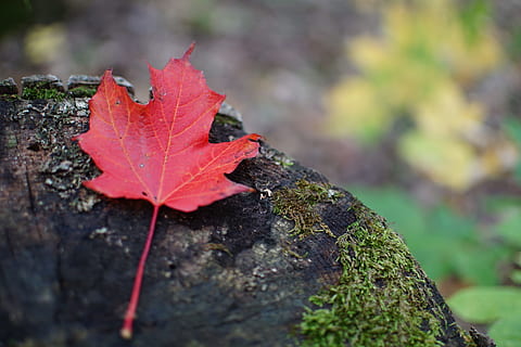 Laubfall, Ahornblatt, Blatt, fallen, Herbst, Natur, Jahreszeit, draußen, Pflanze, Gelb, Wald, rot, grüne Farbe, Baum, Nahansicht, Veränderung, Tag, Ahorn, Pflanzenteil, Fokus auf den Vordergrund, keine Leute, selektiver Fokus, Schönheit in der Natur, orange Farbe, Rock - Objekt, Rock, Borke, natürlicher Zustand, Blätter, Herbstkollektion, 5K, CC0, gemeinfrei, lizenzfrei