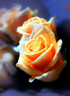 Rose, gul, ark, blomst, blomstrende plante, skønhed i naturen, plante, kronblad, friskhed, sårbarhed, skrøbelighed, blomsterstand, tæt på, blomsterhoved, rosenblomst, vækst, natur, ingen mennesker, orange farve, fokus på forgrunden, udendørs, 2K, CC0, offentligt domæne, royaltyfrie
