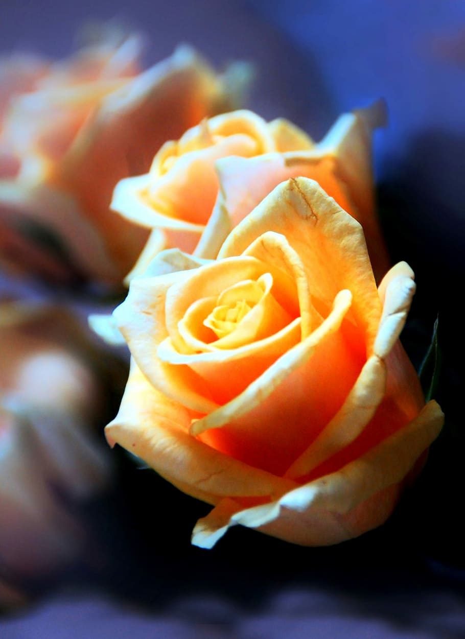 Rose, gul, ark, blomst, blomstrende plante, skønhed i naturen, plante, kronblad, friskhed, sårbarhed, skrøbelighed, blomsterstand, tæt på, blomsterhoved, rosenblomst, vækst, natur, ingen mennesker, orange farve, fokus på forgrunden, udendørs, 2K