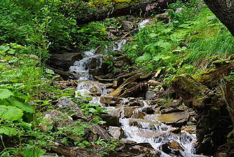 fjellstrøm, elv, strøm, bekk, Sveits, strømmer, utendørs, natur, vann, grønn, scenisk, fersk, sprut, bevegelse, kaskade, skog, sommer, naturlig, fjell, bergarter, lita elv, bekk, ett dyr, dag, ingen folk, dyreliv, anlegg, tre, vekst, skjønnhet i naturen, land, stein, rennende vann, fast, grønn farge, rock-objekt, nedlasting, naturskjønnhet - natur, 4K, CC0, offentlig domene, opphavsrett gratis