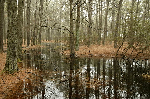 Karosserie, Wasser, umgeben, Bäume, Sumpf, Wald, Kiefer, Feuchtgebiet, Natur, Grün, Fluss, nass, Wurzeln, erhalten, Primitive, friedlich, ruhig, entspannend, Baum, Reflexion, draußen, Landschaft, See, szenen, Pflanze, Schönheit in der Natur, Land, Ruhe, keine Leute, ruhige Szene, Szenen - Natur, Baumstamm, Kofferraum, Wachstum, Nicht-städtische Szene, Tag, 1080P, CC0, gemeinfrei, lizenzfrei