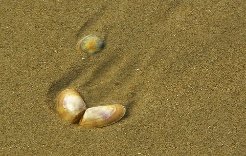 shell, zavřít, moře, písek, voda, pláž, pobřeží, mušle, písečná pláž, Dovolená, bydlení, zvíře, dekorativní, Příroda, Severní moře, prázdniny, zrna písku, cestovat, námořní, odliv, odpočinek, relaxace, meditativní, stálý život, zvířecí shell, letní, pobřežní čára, prázdnin, přistát, nikdo, vysoký úhel pohledu, den, zvířat, mokré, detail, venku, krása v přírodě, slunečního světla, klid, oblázek, 1080P