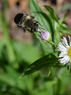 fleabane og bi, bi, fleabane, blomst, blomstre, flor, plante, vild, natur, insekt, dyr, flora, fauna, et dyr, skønhed i naturen, dyr i naturen, skrøbelighed, dyre temaer, blomstrende plante, hvirvelløse, sårbarhed, dyreliv, kronblad, tæt på, friskhed, vækst, blomsterhoved, bestøvning, ingen mennesker, humlebi, udendørs, pollen, 2K, CC0, offentligt domæne, royaltyfrie