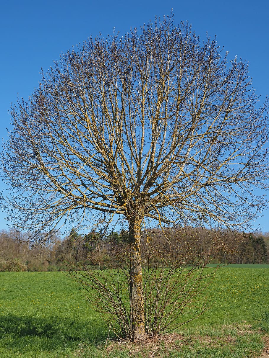 arbre, kahl, primavera, oms, estètic, globosa, brollar, corona, naturalesa, branca, planta, terra, cel, camp, escenics - natura, arbre nu, medi ambient, bellesa a la natura, paisatge, tranquil·litat, herba, escena tranquil·la, cap gent, dia, escena no urbana, creixement, cel clar, a l'aire lliure, 4K