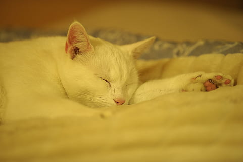 Beyaz kedi, kedi kedi, dinlenme, ro, Barış, düz beyaz kedi, kedi, gevşeme, Güç kestirmek, pençeleri, haydut, kapalı, kuru, Sıcak, ev kedisi, yatak, Evcil Hayvanlar, hayvan, sevimli, uyuyor, uzanmak, rahat, battaniye, kedi yavrusu, dayanma, yatak odası, hayvan temaları, bir hayvan, memeli, yerli, Gözler kapalı, Beyaz renk, insansız, omurgalı, mobilya, seçici odak, kedi bıyığı, uyuklayan, hayvan başı, 4K, CC0, kamu malı, telif ücretsiz