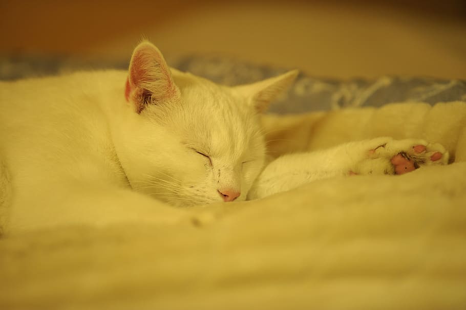 gat blanc, gat, gat, descans, ro, pau, gat blanc sòlid, gat, relaxació, migdiada de poder, les potes, footpad, interior, sec, calenta, gat domèstic, llit, mascotes, animal, bonic, dorment, estirat, còmode, manta, gatet, animals domèstics, dormitori, temes d'animals, un animal, felí, mamífer, nacional, ulls tancats, Color blanc, cap gent, vertebrats, mobles, enfocament selectiu, bigotis, dormint, cap d’animals, 4K