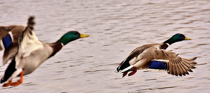 zwei, fliegend, weiß-schwarz-grüne Stockenten, Enten, Stockenten, Flug, fliegen, Flügel, Feder, Gefieder, Wasservogel, Entenvogel, männliche Stockente, Tiere, Erpel, Vogel, Natur, Park, Wassertiere, Tierwelt, Tiere in freier Wildbahn, Tierthemen, draußen, Wasser, Tag, die Flügel ausbreiten, keine Leute, Tier, Gruppe von Tieren, Wirbeltier, Ente, See, Stockente, Bewegung, Geflügel, Fokus auf den Vordergrund, flattern, 2K, CC0, gemeinfrei, lizenzfrei