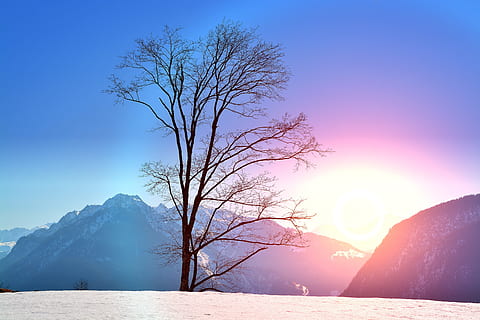 schwarz, Baum, Blau, Himmel, Sonnenaufgang, blauer Himmel, Winter, winterlich, Schnee, Sonnenuntergang, Beleuchtung, Berge, Berggipfel, Sonne, Natur, Ausblick, sich ausruhen, Gegenlicht, kalte Temperatur, Berg, szenen, Szenen - Natur, Schönheit in der Natur, Pflanze, Umgebung, ruhige Szene, kahler Baum, Ruhe, Landschaft, keine Leute, gefroren, Nicht-städtische Szene, draußen, schneebedeckter Berg, 5K, CC0, gemeinfrei, lizenzfrei