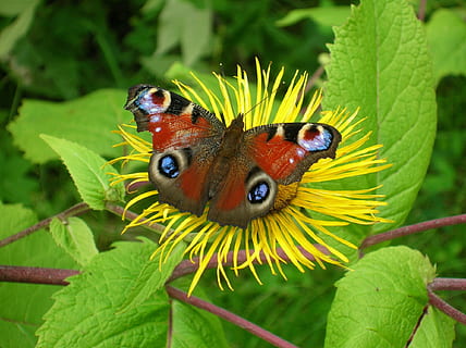 borboleta, flor, inseto, padronizar, borboleta, flor, néctar, amarelo, asas, colorida, natureza, floral, desenhar, borboleta - inseto, animal, asa animal, beleza na natureza, fechar-se, verão, multi colorido, macro, cor verde, animais selvagens, animais e animais de estimação, lepidópteros, um animal, animais em estado selvagem, temas animais, folha, plantar, invertebrado, parte da planta, planta com flores, focar em primeiro plano, crescimento, ninguém, dia, cabeça de flor, ao ar livre, polinização, 1080P, CC0, domínio público, royalty free