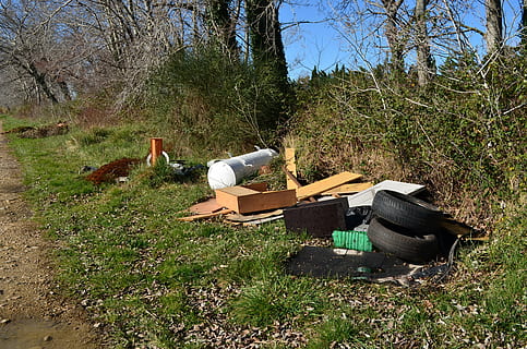 scossa selvaggia, sentiero, divario, paesaggio, pianta, albero, natura, terra, erba, campo, giorno, luce del sole, nessuno, crescita, pila, all'aperto, foresta, legno - materiale, ceppo, abbandonato, legname, colore verde, albero nudo, la tranquillità, 4K, CC0, dominio pubblico, privo di copyright