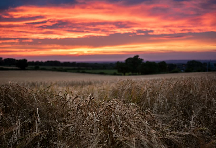 braun, Feld, golden, Stunde, Sonnenuntergang, Gras, Pflanzen, Bäume, Wolken, Himmel, Wald, Natur, Landwirtschaft, Getreidepflanze, Bauernhof, Ernte, ländliche Szene, szenen, Landschaft, Land, Umgebung, Pflanze, wolke - himmel, keine Leute, Szenen - Natur, Ruhe, Schönheit in der Natur, Wachstum, ruhige Szene, draußen, reif, 4K