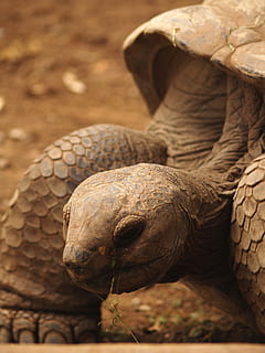 tortuga, animals, naturalesa, temes d'animals, animal, fauna animal, un animal, rèptil, animals a la natura, part del cos dels animals, cap gent, vertebrats, primer pla, dia, centrar-se en primer pla, serp, a l'aire lliure, cap d’animals, camp, terra, escala d’animals, boca d’animals, boca oberta, 2K, CC0, domini públic, lliure de regalies