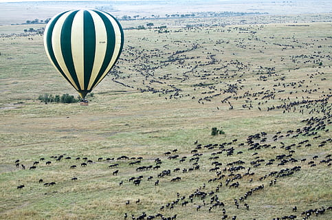 aéreo, fotografia, quente, balão de ar, foto, amarelo, Preto, gnu, migração, vôo, grama, animais selvagens, balão de ar quente, balão, meio Ambiente, scenics - natureza, panorama, veículo aéreo, terra, campo, natureza, transporte, beleza na natureza, aventura, ar, dia, cena não urbana, viagem, vista aérea, cena tranquila, ninguém, ao ar livre, 4K, CC0, domínio público, royalty free