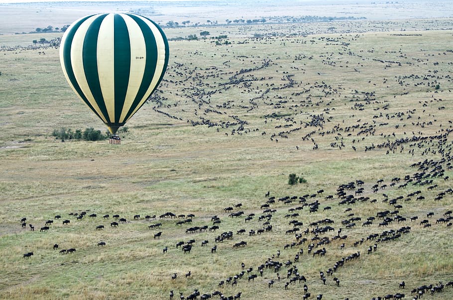 antenowy, fotografia, gorąco, balon powietrzny, zdjęcie, żółty, czarny, gnu, migracja, latający, trawa, dzikiej przyrody, balon na gorące powietrze, balon, środowisko, scenics - natura, krajobraz, pojazd powietrzny, wylądować, pole, Natura, transport, piękno natury, przygoda, w powietrzu, dzień, scena pozamiejska, podróżować, widok z lotu ptaka, spokojna scena, żadnych ludzi, na dworze, 4K
