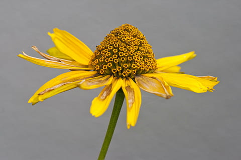 Blume, Sommerhut, Makro, blühende Pflanze, Zerbrechlichkeit, Gelb, Verletzlichkeit, Blütenkopf, Blütenblatt, Frische, Blütenstand, Nahansicht, Pollen, Pflanze, Studioaufnahme, Schönheit in der Natur, Wachstum, keine Leute, Natur, grauer Hintergrund, Sonnenhut, schwarzer Hintergrund, Kelchblatt, 4K, CC0, gemeinfrei, lizenzfrei