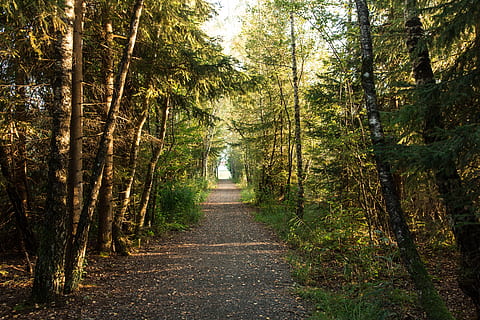 metsä, metsäpolku, iltavalo, mieliala, Puut, valo ja varjo, auringonsäde, puu, kasvi, tie eteenpäin, suunta, kasvu, tyyneys, maa, näkökulmasta, luonto, kauneus luonnossa, rauhallinen kohtaus, polku, päivä, ei-kaupunkikuvia, vihreä väri, maisemat - luonto, ei ihmisiä, puun runko, ulkona, muuttaa, puun katos, 5K, CC0, public domain, rojaltivapaa