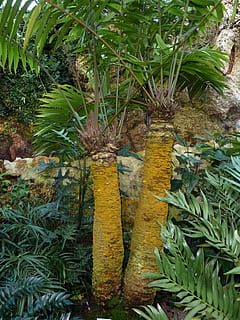 håndflade, træ, strand, palmblad, grøn, natur, eksotisk, plante, tropisk, vegetation, vækst, grøn farve, dag, blad, ingen mennesker, plante del, skønhed i naturen, jord, høj vinkel visning, udendørs, ro, græs, Mark, tæt på, foran eller baggård, træstamme, bagagerum, 4K, CC0, offentligt domæne, royaltyfrie