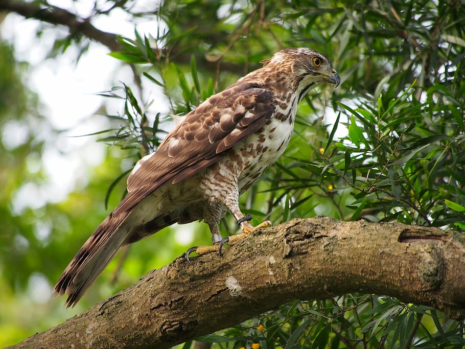 fung, cap, Azor, àguiles, raptor, goshak fung cap, carnívora, un animal, fauna animal, animals a la natura, arbre, branca, temes d'animals, animal, vertebrats, ocell, posat, rapinyaire, planta, vista d’angle baix, centrar-se en primer pla, cap gent, naturalesa, dia, a l'aire lliure, marró, longitud completa, àguila, 4K