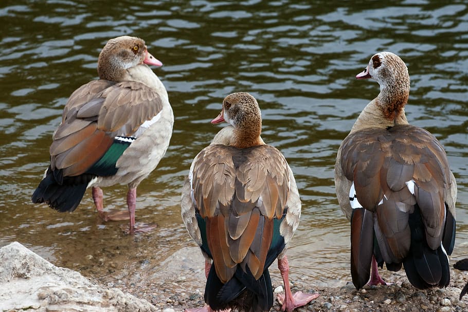 salvatge, riu, nilgans, widgans, ocell, fauna animal, temes d'animals, animals a la natura, naturalesa, dia, animal, grup d’animals, vertebrats, llac, ànec, cap gent, aigua, aus de corral, a l'aire lliure, centrar-se en primer pla, ocell aquàtic, dos animals, 4K