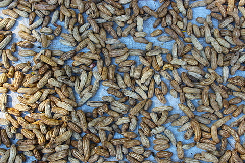 pinda's, schelpen, voedsel, tussendoortje, moer, gezond, notedop, bruin, ingrediënt, biologisch, voeding, vegetarisch, zaad, rauw, groep, eiwit, natuurlijk, natuur, macro, aardnoten, voorgerechten, droog, peulvrucht, dieet, lekker, gebarsten, peul, geroosterd, vitamine, patroon, heerlijk, achtergronden, detailopname, volledig kader, overvloed, grote groep objecten, geen mensen, getextureerde, stilleven, textiel, dag, hoge hoekmening, blauw, hoop, ingewikkeldheid, kleinhandel, binnenshuis, herhaling, verweven, verwarde, 5K, CC0, publiek domein, royaltyvrij