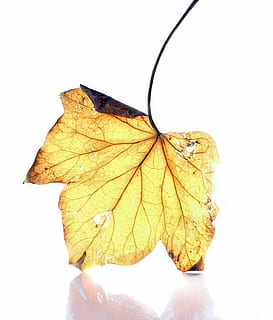 dödblad, vit bakgrund, ljus, lampor, blad, vinterblad, falla, reflexion, bildbild, närbild, växtdel, höst, Byta, studio skott, torr, inomhus, natur, skönhet i naturen, sårbarhet, inget folk, bräcklighet, gul, bladvenen, naturligt mönster, Skära ut, växt, fortfarande liv, lönnlöv, löv, naturligt tillstånd, 2K, CC0, offentligt domän, royaltyfria