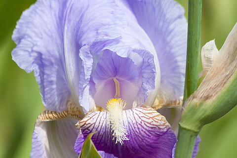 iris, iris pseudacorus, violet, lyseblå, plante, schwertlilie gewaechs, blomst, hængende blade, dom blade, blomstre, flor, makro, natur, kronblad, tæt på, blomsterhoved, skønhed i naturen, lyserød farve, blomstrende plante, sårbarhed, friskhed, skrøbelighed, vækst, blomsterstand, lilla, dag, ingen mennesker, iris - plante, pollen, fokus på forgrunden, 4K, CC0, offentligt domæne, royaltyfrie